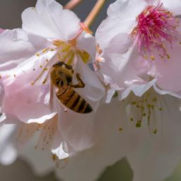 蜂蜜<strong>美容</strong>護膚小知識：揭秘蜂蜜的神奇功效與正確使用方法
