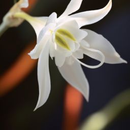 雪蓮花：護膚界的<strong>美容</strong>靈草，功效與作用解析